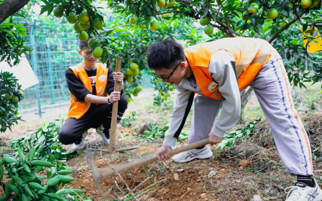 学生利用第二课堂在柑橘林开展劳动实践
